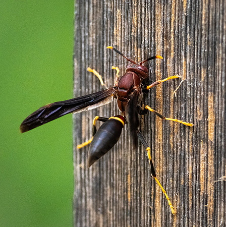 337. Ringed Paper Wasp P1101362