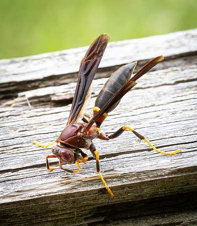 337a. Ringed Paper Wasp P4270386