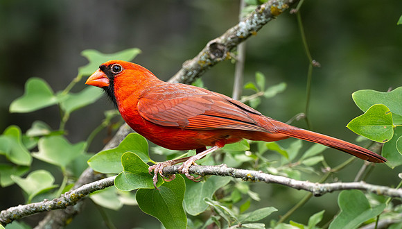 338a. Northern Cardinal P1101350