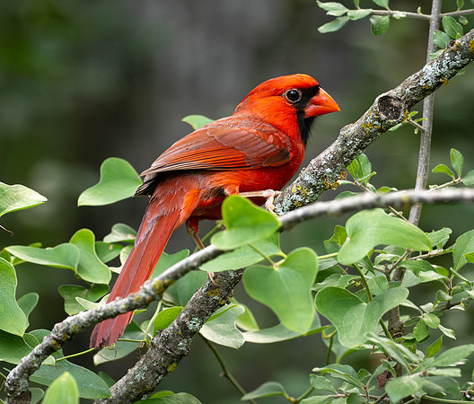 338. Northern Cardinal P1101352