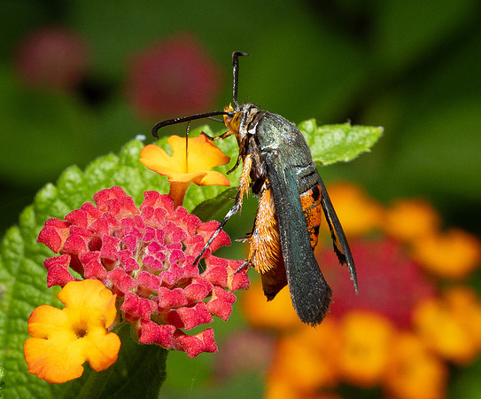 339c. Southwestern Squash Vine Borer P4280470