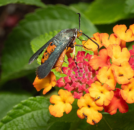 339. Southwestern Squash Vine Borer P4280471