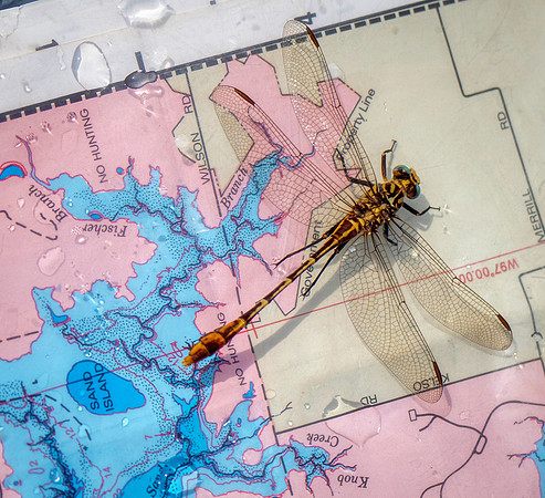 Sand Island Dragonfly