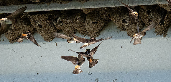 340a. Cliff Swallow P5020545