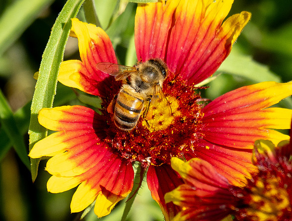 341a. Western Honey Bee P5020573