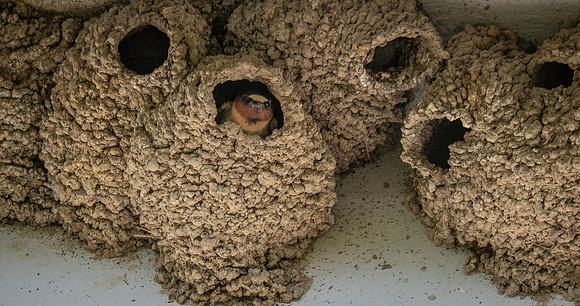 340b. Cliff Swallow P5020520