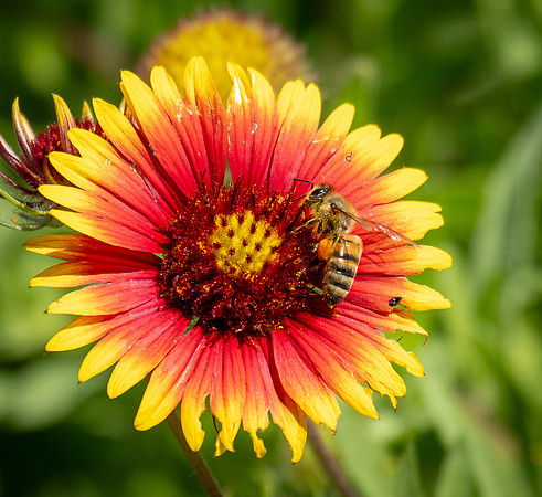 341. Western Honey Bee P5020626