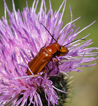343. Orange Blister Beetle P5020653
