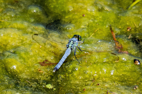344a. Blue Dasher P5020644