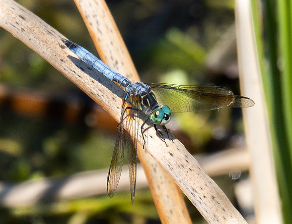 344. Blue Dasher P5020648