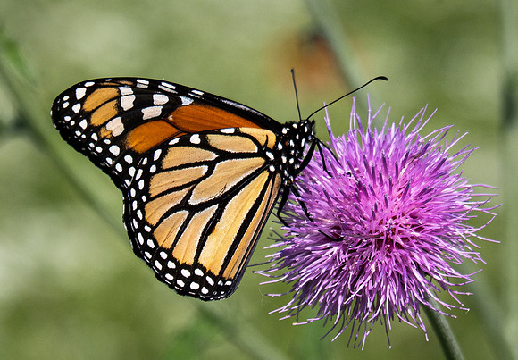 345. Monarch P5020587