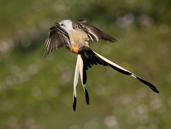 349. Scissor-tailed Flycatcher P1101634
