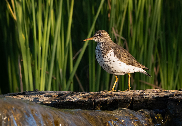 348a. Spotted Sandpiper P1101416