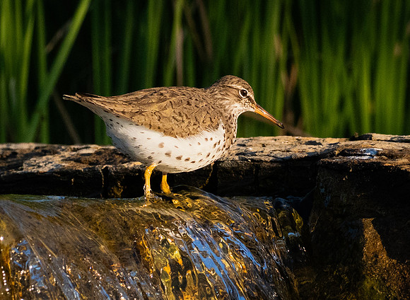 348. Spotted Sandpiper P1101407