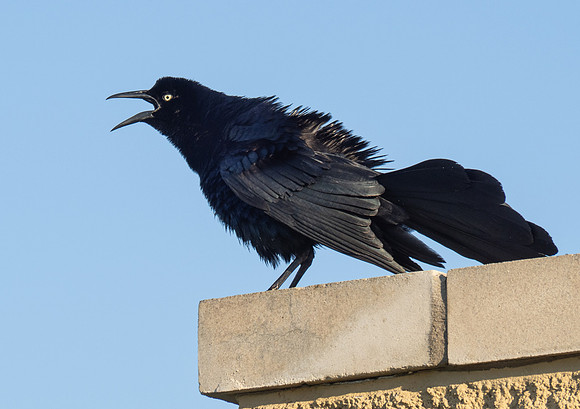347. Great-tailed Grackle P5020492-2
