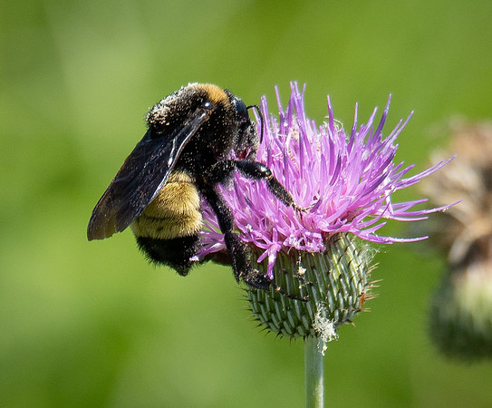 346. American Bumble Bee P5020588