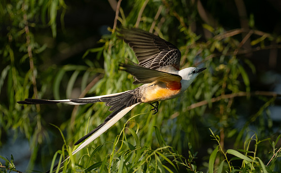 349b. Scissor-tailed Flycatcher P1101479