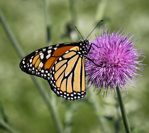 345a. Monarch P5020584