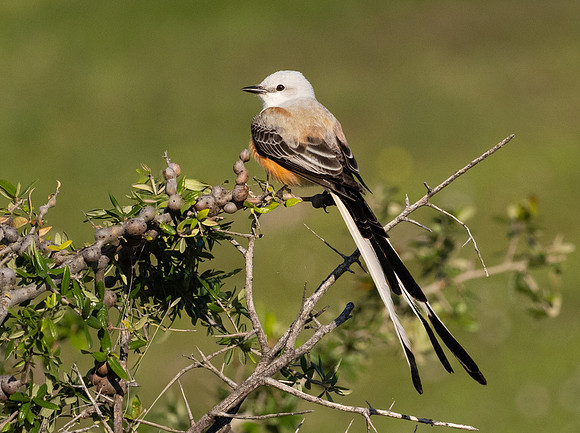349a. Scissor-tailed Flycatcher P1101606