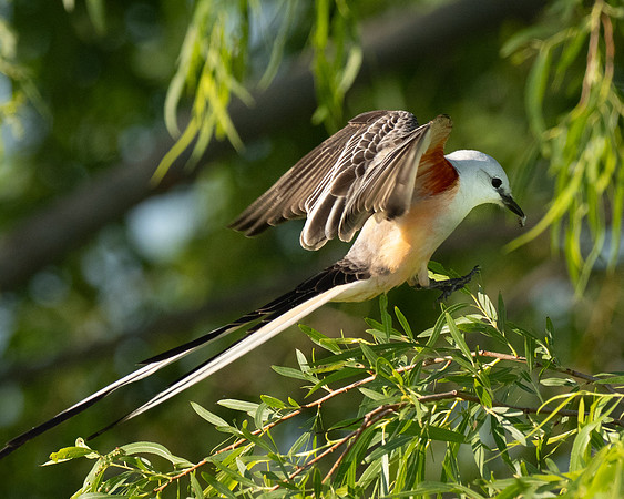 349c. Scissor-tailed Flycatcher P1101476