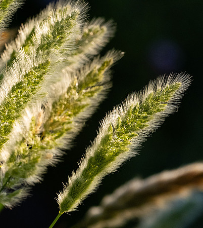 350. Rabbitfoot Grass