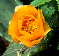 Copyright 2026 Mark Kolanowski