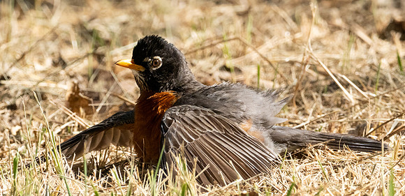 Copyright 2026 Mark Kolanowski