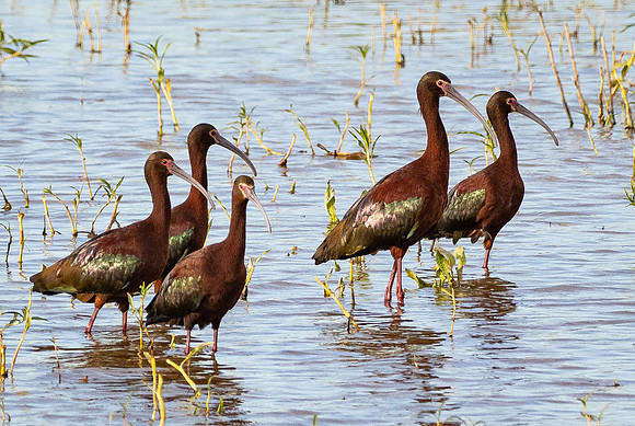 351. White-faced Ibis P1101709