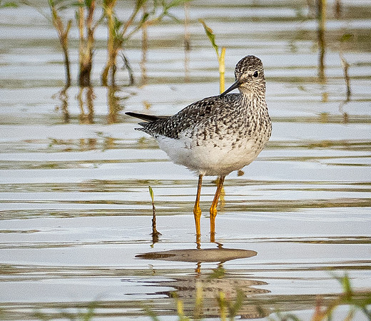 352. Lesser Yellowlegs P1101713