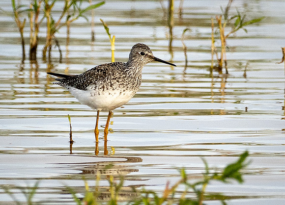 352a. Lesser Yellowlegs P1101715