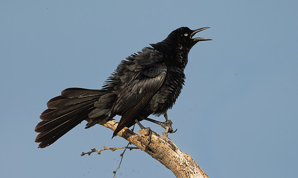 353b. Great-tailed Grackle P1101754