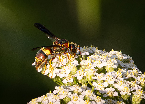 354. Hidalgo Mason Wasp P1101774