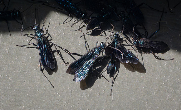 357. Common Blue Mud-dauber Wasp P1101781