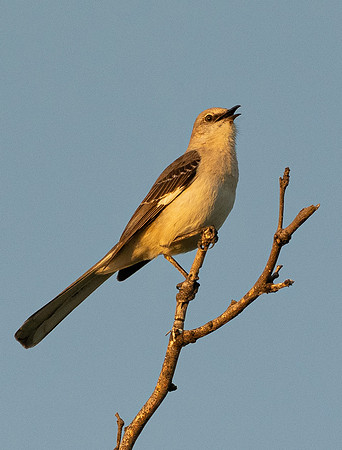 360a. Northern Mockingbird P1101787