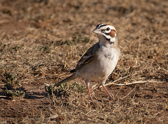 363. Lark Sparrow P1101844