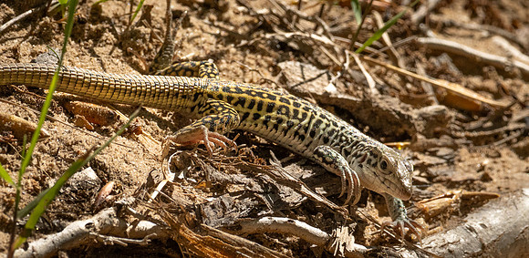 387a. Common Checkered Whiptail P1112616