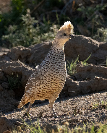 383. Scaled Quail P1112429