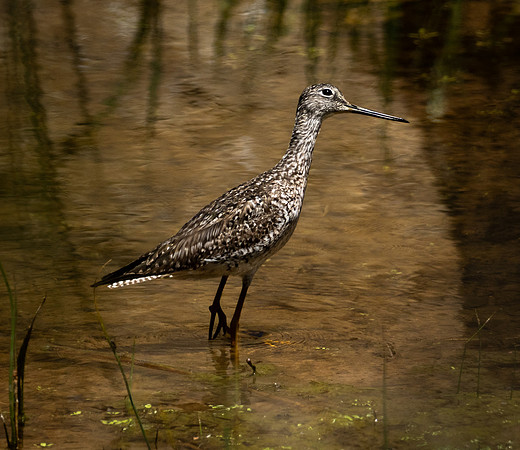 382. Greater Yellowlegs P1102351