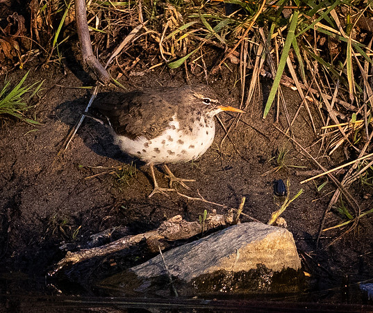 380. Spotted Sandpiper P1102297