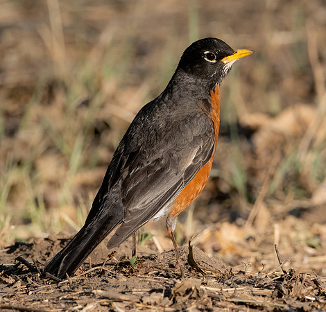379. American Robin P1112466