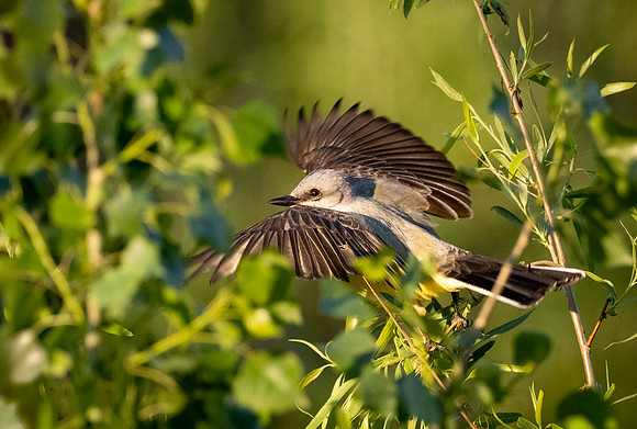 378a. Western Kingbird P1102281