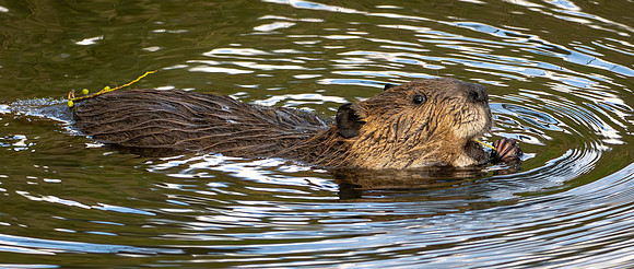 375b. American Beaver P1102216