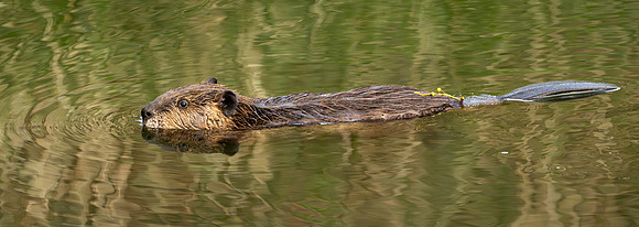 375a. American Beaver
