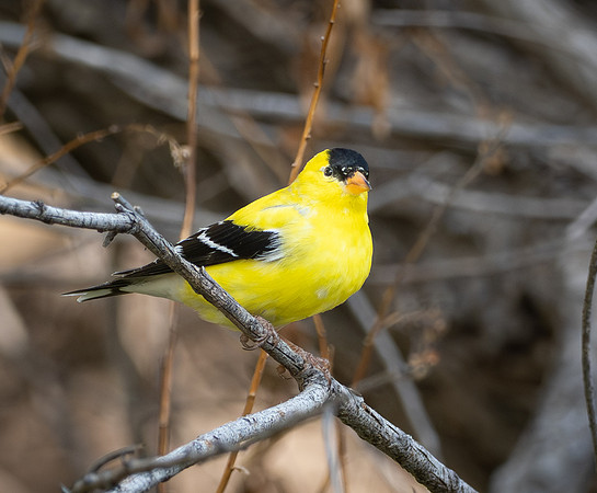 374. American Goldfinch P1102196