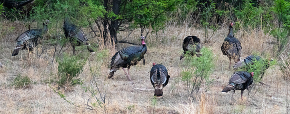 372b. Eastern Wild Turkey P1102136