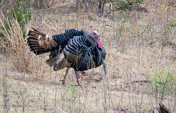 372. Eastern Wild Turkey P1102126