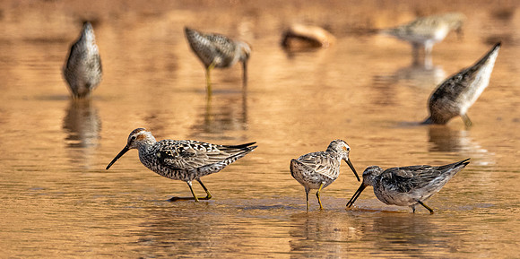 367. Stilt Sandpiper P1102000