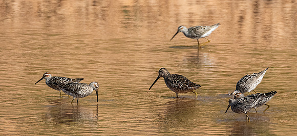 367a. Stilt Sandpiper P1101991