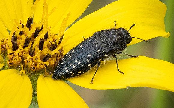 392. Acmaeodera ornatoides P5170398
