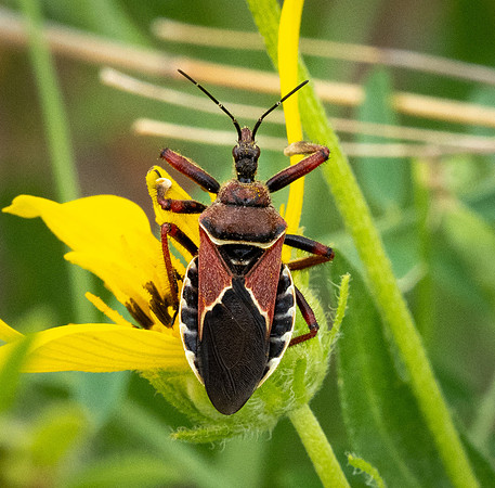391. Plains Bee Assassin P5170391